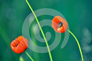 Red poppies with green background in the meadows of Ukraine