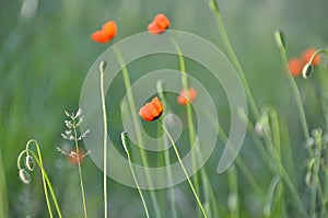 red poppies with green background in the meadows of Ukraine