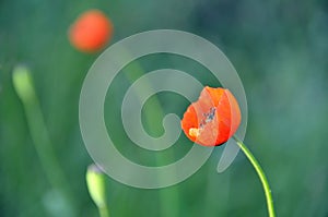 Red poppies with green background in the meadows of Ukraine