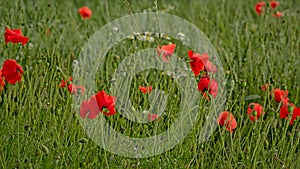 Red poppies in a green wheat field in flanders Papaveraceae