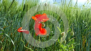 Red poppies on green field