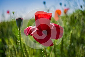 Red poppies on a green field