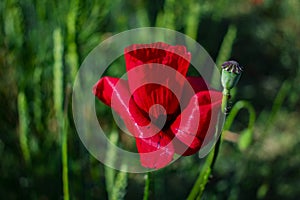 Red poppies on a green field