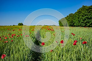 Red poppies on a green field