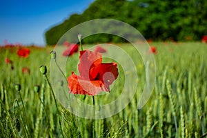 Red poppies on a green field