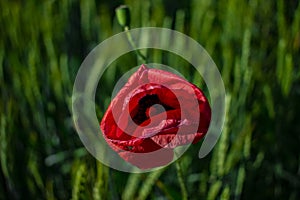 Red poppies on a green field