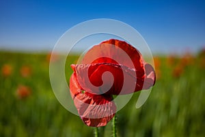 Red poppies on a green field