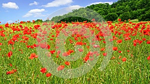 Red poppies on green field