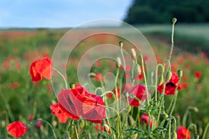 Red poppies on green field near forest and
