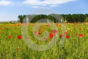 Red poppies on green field