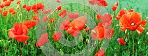 Red poppies on green field.