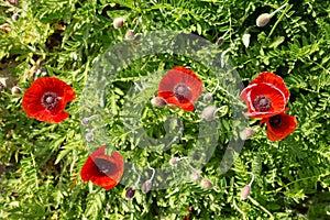 Red poppies green grass