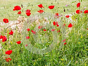 Red poppies in green grass