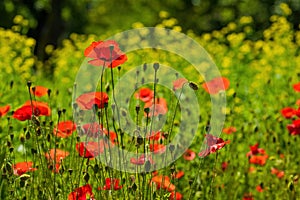 Red poppies in green grass illuminated by morning sunlight
