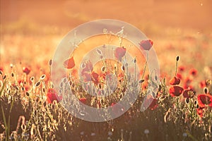 Red poppies in green grass at sunset