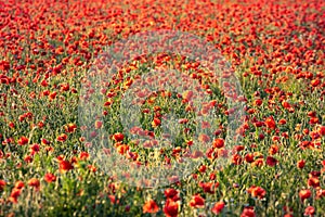 Red poppies in green grass at sunset