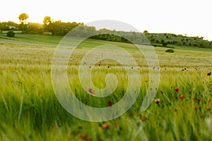 Red poppies in green meadow Spring wheat field Wild ears flowers swaying in wind