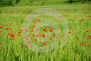 Red poppies on green wheat field