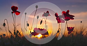 Red poppies in a green wheat field. Poppy plants.