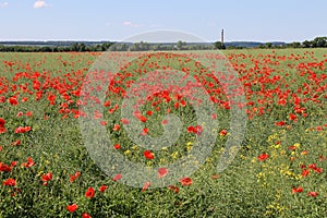 Red poppies grew on an agricultural field. Weeds in the agricultural field.