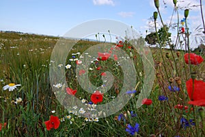 Red poppies grow on the edge of the field