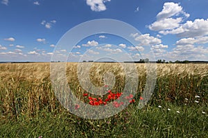 Red poppies grow on the edge of a wheat field