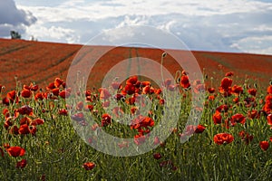 Red poppies grow on a spring meadow. A road in the middle of the field. Gray clouds in the sky.