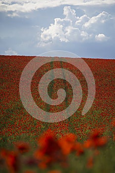 Red poppies grow on a spring meadow. A road in the middle of the field. Gray clouds in the sky. Soft focus blurred background.