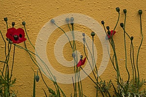 Red poppies growing against amber coloured wall, symbol of remembrance of the Great War, World War One.