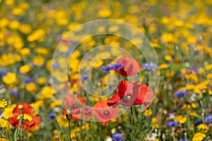 Red poppies growing in a field of colourful wild flowers, photographed in the early morning sun in Gunnersbury, West London UK.