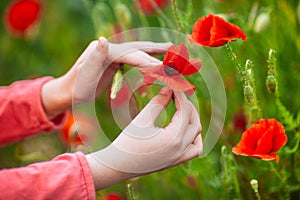Red poppies in the hands of a girl