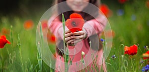 Red poppies in the hands of a girl