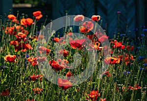 Red poppies illuminated by morning sunlight on the meadow at summertime photo