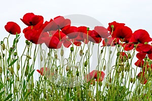 Red poppies isolated on white