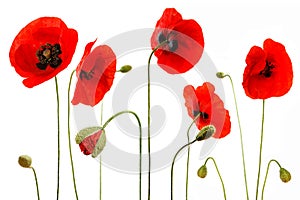 Red poppies isolated on white background