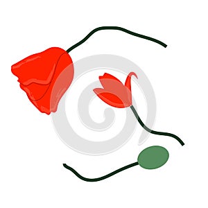A red poppies isolated on a white background.