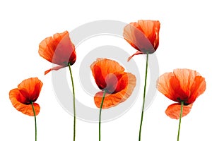 Red poppies isolated on white background