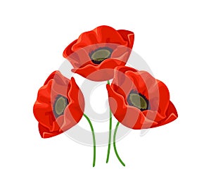 Red poppies isolated on white background. Beautiful bright flowers.