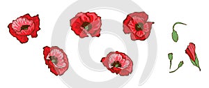 Red poppies isolated on white background. Buds and flowers. Floral vector