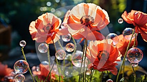 Red poppies with large soap bubbles, illuminated by the rays of the sun, grow on the lawn