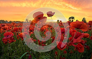 Red poppies in the light of the setting sun