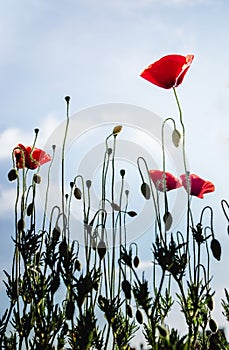 Red poppies on long green stems