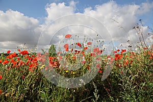 Red poppies with magherites on a slightly cloudy day