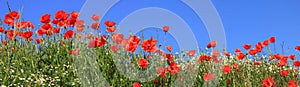 Red poppies and marguerites full bloom, panoramic size