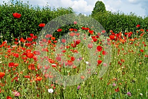 Red poppies on a meadow