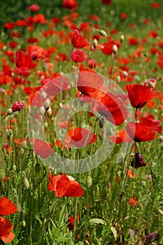 Red poppies on a meadow