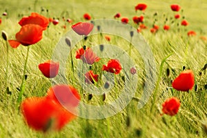 Red poppies on the meadow