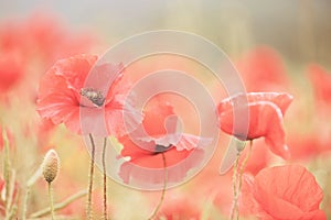 Red poppies in a meadow