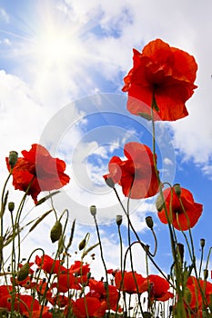 Red Poppies in Meadow photo