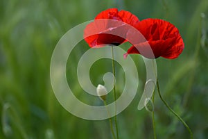 Red poppies in meadow with green background, springtime.